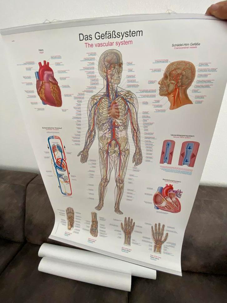 Anatomische Schoolplaten Menselijk Lichaam, Antiek en Kunst, Antiek | Schoolplaten, Natuur en Biologie, Ophalen of Verzenden