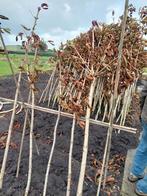 Kastanje bomen, Ophalen, Halfschaduw, Overige soorten, 100 tot 250 cm