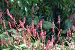 Vaste plant, persicaria, Ophalen, Bodembedekkers, Volle zon, Vaste plant