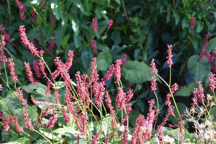Vaste plant, persicaria, Tuin en Terras, Planten | Tuinplanten, Vaste plant, Bodembedekkers, Volle zon, Zomer, Ophalen