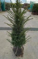 Taxus Bomen, Ophalen of Verzenden, Bloeit niet, Overige soorten, Volle zon