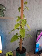 Syngonium plant., Ophalen, Overige soorten, Halfschaduw, In pot