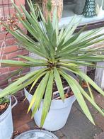 Grote Yucca gloriosa buitenplant met pot, Tuin en Terras, Ophalen, Overige soorten, Volle zon