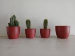 Cactus Collectie in wijnrode planten potten, Volle zon, Vaste plant, Bloeit niet, Ophalen