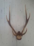 GEWEI, GROOT GEWEI, GROOT RENDIER GEWEI, GROOT GEWEI HERT, Ophalen of Verzenden, Zo goed als nieuw, Hert, Gewei of Kop