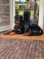 Rottweiler pups onderweg, Dieren en Toebehoren, Rabiës (hondsdolheid), 8 tot 15 weken, Meerdere, Meerdere dieren