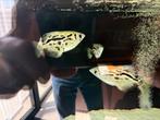 Potamotrygon 4x schuttervisjes, Dieren en Toebehoren, Vis