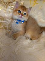 Prachtige Britse golden shaded chinchilla kittens, Meerdere dieren, Gechipt