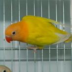 Te koop fischeris nieuwe mutatie, Meerdere dieren, Dwergpapegaai of Agapornis
