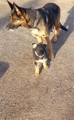 duitse herder pups, 8 tot 15 weken, Meerdere dieren, Eén hond, Herder