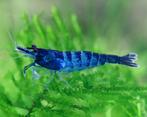 PRE ORDER: Black & Blue zebra Neocaridina garnalen, Dieren en Toebehoren, Vissen | Aquariumvissen, Kreeft, Krab of Garnaal