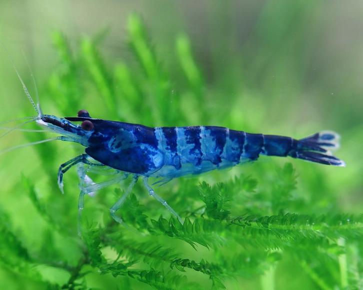 PRE ORDER: Black & Blue zebra Neocaridina garnalen, Dieren en Toebehoren, Vissen | Aquariumvissen, Kreeft, Krab of Garnaal