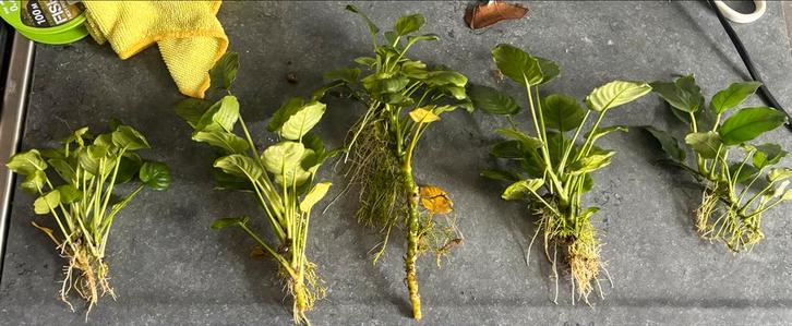 Anubias aquariumplant, Tuin en Terras, Planten | Tuinplanten, Vaste plant, Overige soorten, Halfschaduw, Lente, Ophalen of Verzenden