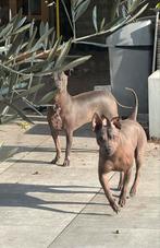 Amerikaanse naakthonden zoekt nieuw mandje wie durft!, Dieren en Toebehoren, Particulier, Rabiës (hondsdolheid), Overige rassen