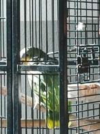 De Venezuela Amazone papagaai,tam,praat,Man. Deze man is 20+, Dieren en Toebehoren, Vogels | Parkieten en Papegaaien, Mannelijk