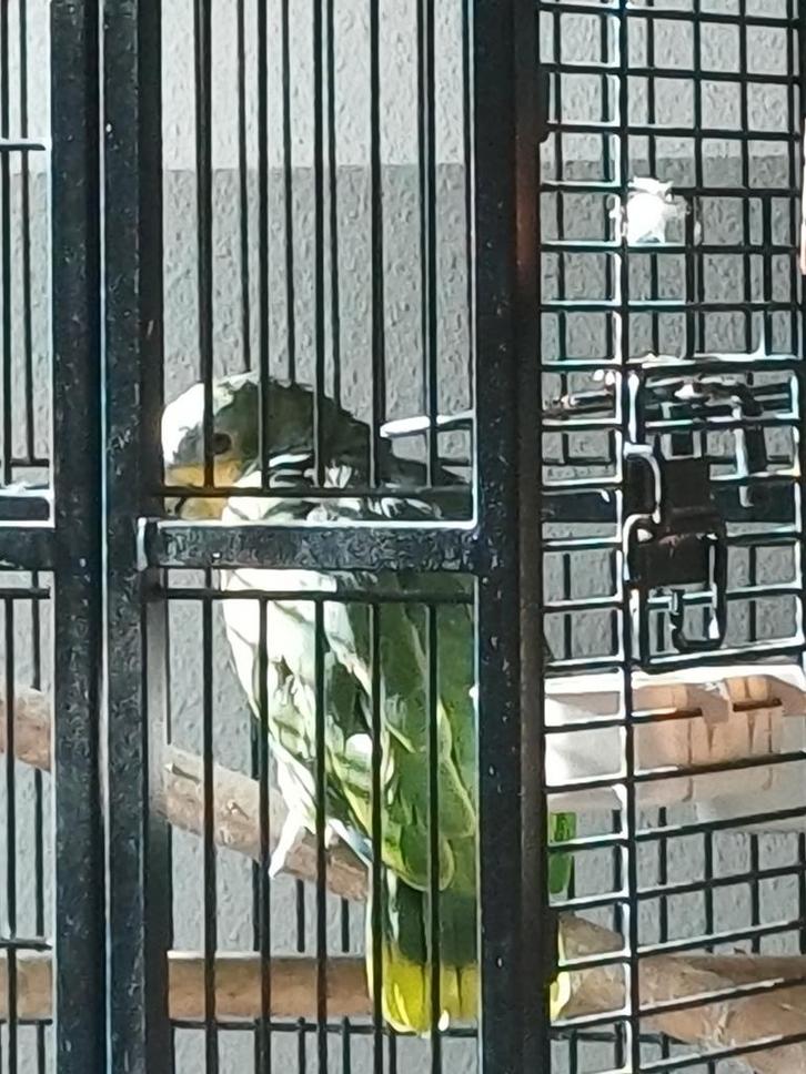 De Venezuela Amazone papagaai,tam,praat,Man. Deze man is 20+, Dieren en Toebehoren, Vogels | Parkieten en Papegaaien, Papegaai