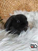 Raszuiver baby minilop konijn ram (transport mogelijk), Dieren en Toebehoren, Konijnen, Mannelijk, Dwerg, Hangoor, 0 tot 2 jaar