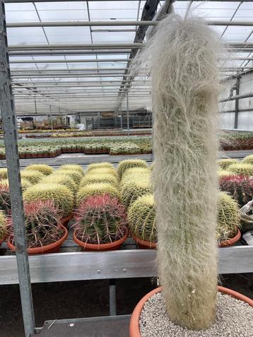 Cactus Cephalocereus Senilis (Grijsaard) hoogte 100 cm beschikbaar voor biedingen