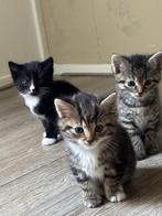 Gratis kittens, Kortharig, 0 tot 2 jaar