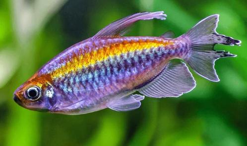 Phenacogrammus interruptus, Dieren en Toebehoren, Vissen | Aquariumvissen