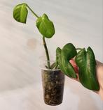 Philodendron golden violin, Ophalen of Verzenden, Halfschaduw, Minder dan 100 cm