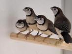 Bichenow astrildes, Meerdere dieren, Tropenvogel
