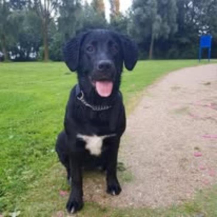 Hondenoppas, Diensten en Vakmensen, Dieren | Honden | Verzorging, Oppas en Les, Particuliere oppas