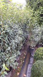 Prunus lusitanica, Ophalen, Laurier, Minder dan 100 cm