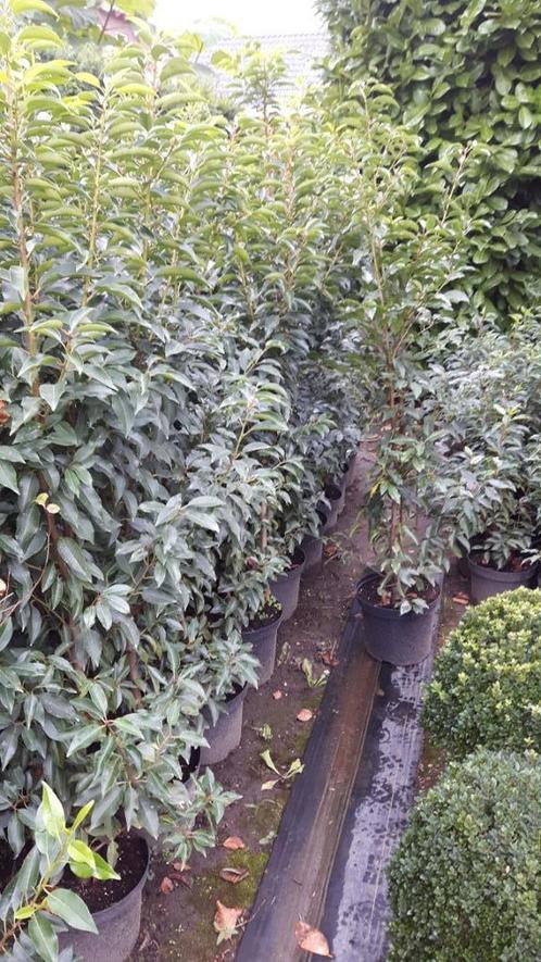 Prunus lusitanica, Tuin en Terras, Planten | Struiken en Hagen, Laurier, Minder dan 100 cm, Ophalen