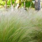 Stipa tenuissima 'Ponytails' (Vedergras), Ophalen, Vaste plant, Siergrassen, Halfschaduw