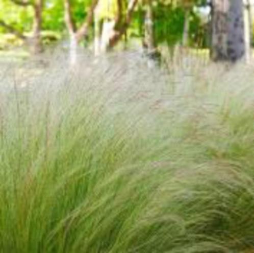 Stipa tenuissima 'Ponytails' (Vedergras), Tuin en Terras, Planten | Tuinplanten, Vaste plant, Siergrassen, Halfschaduw, Zomer