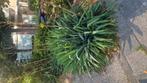 yucca palmlely winterhard tuinplanten, Ophalen, Zomer, Overige soorten, Volle zon