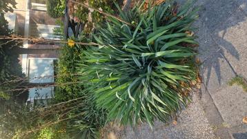 yucca palmlely winterhard tuinplanten beschikbaar voor biedingen