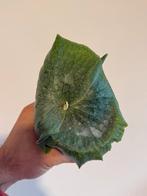 Platycerium Superbum - Zeldzame Hertshoornvaren, Tuin en Terras, Planten | Tuinplanten, Vaste plant, Varens, Ophalen of Verzenden