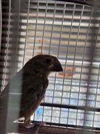 Twatwa pop geringd 2025, Vrouwelijk, Geringd