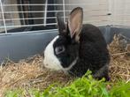 Konijn mannetje ca 8 maanden oud, Dieren en Toebehoren, Konijnen, Mannelijk, Middelgroot, 0 tot 2 jaar