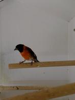 Kapoetsensijs man, Mannelijk, Parkiet