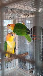 Roestkop Caique, Dieren en Toebehoren, Meerdere dieren, Papegaai, Geringd
