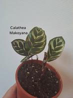 Calathea Makoyana, Ophalen of Verzenden, Overige soorten, Minder dan 100 cm