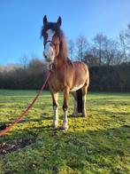 Verzorger voor Scarlet gezocht, Diensten en Vakmensen, Dieren | Paarden | Verzorging, Oppas en Les