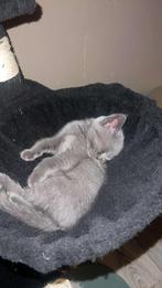 Briste korhaar kittens mogen nestje verlaten!, Meerdere dieren, Ontwormd, 0 tot 2 jaar