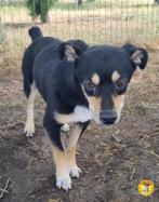 Leuke Pepsi ter adoptie!, Dieren en Toebehoren, Particulier, Rabiës (hondsdolheid), Reu, 1 tot 2 jaar