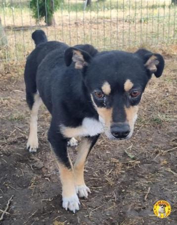 Leuke Pepsi ter adoptie!  beschikbaar voor biedingen