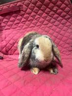 Lieve konijnen te koop!, Dieren en Toebehoren, Meerdere dieren