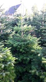 Nordmann Kerstbomen gezocht Partij, Tuin en Terras, Ophalen, Zomer, Volle zon, Overige soorten