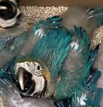 Tamme blauwgele ara, Dieren en Toebehoren, Vogels | Parkieten en Papegaaien, Geslacht onbekend, Papegaai, Pratend