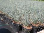 Festuca Glauca, blauw schapengras, siergrassen bodembedekker, Vaste plant, Siergrassen, Ophalen of Verzenden, Halfschaduw