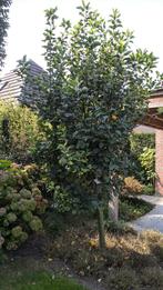 Appelboom Discovery, Tuin en Terras, Planten | Fruitbomen, Ophalen, Lente, Volle zon, Appelboom