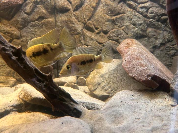 Jong koppel, Dieren en Toebehoren, Vissen | Aquariumvissen, Vis