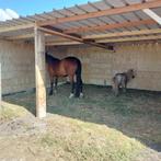 schuilstal, paardenstal, schuilhok in voorraad, Stalling, 2 of 3 paarden of pony's